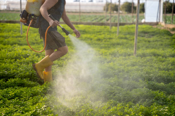 Reliable Gray, TN Pest Control Solutions