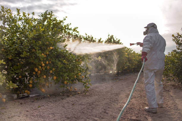 Best Emergency Pest Control  in Gray, TN