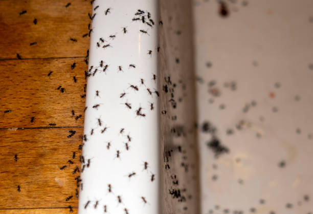 Best Best Pest Control Companies  in Gray, TN