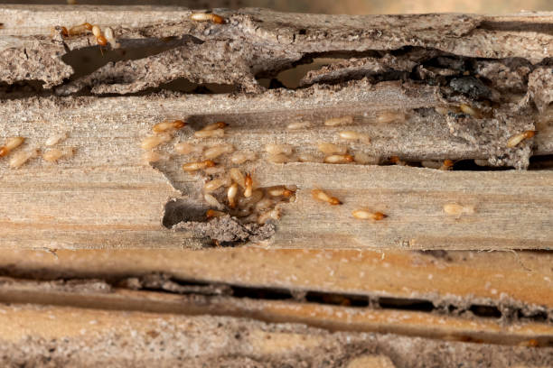 Insect Control in Gray, TN